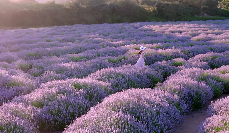 This Historic Lavender Field Transforms Into A Brilliant Glowing Landscape After Dark—And It&#8217;s Only 1.5 Hours From L.A.