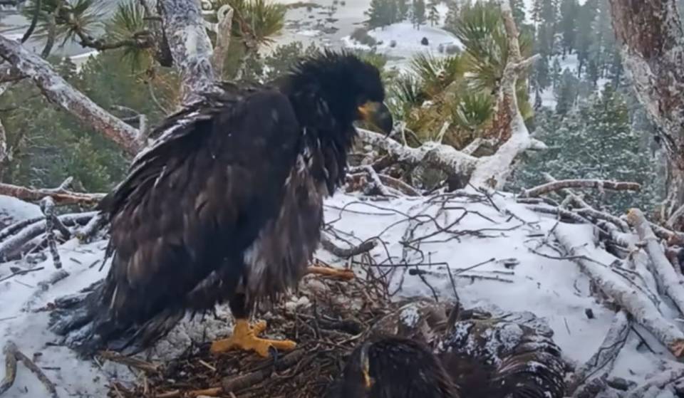The Big Bear Eaglets, Sunny And Gizmo, Are Almost Ready To Fly—Here’s The Latest Update