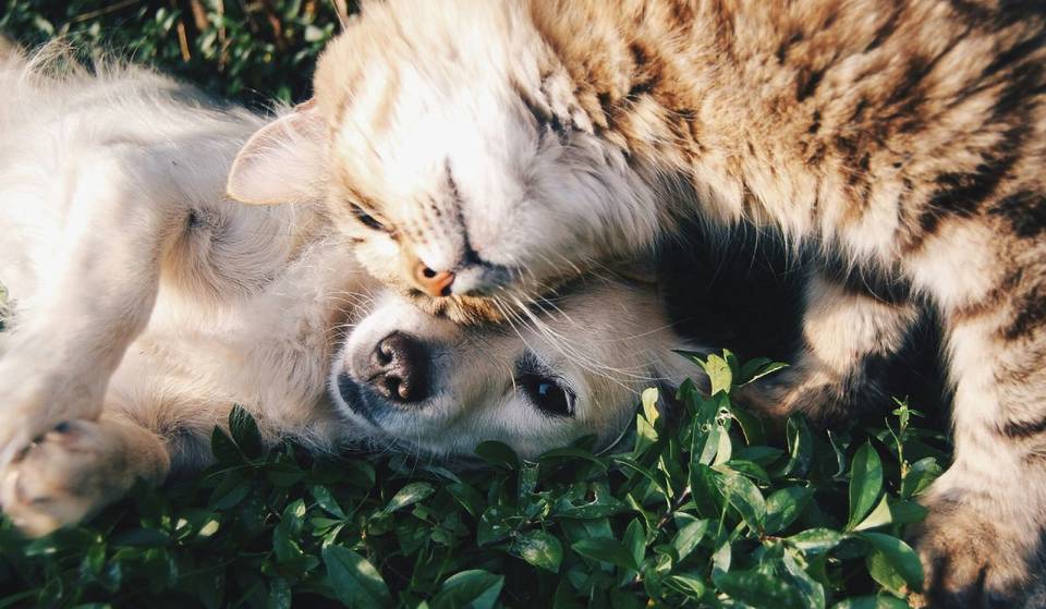 National Adopt A Shelter Pet Day Is Here—Check Out Requirements And Where To Find Your Next Furry Friend In L.A.