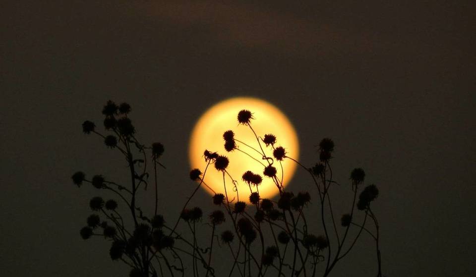The Next Full Moon On May 12 Will Be A Flower Moon — Where Does Its Name Come From?