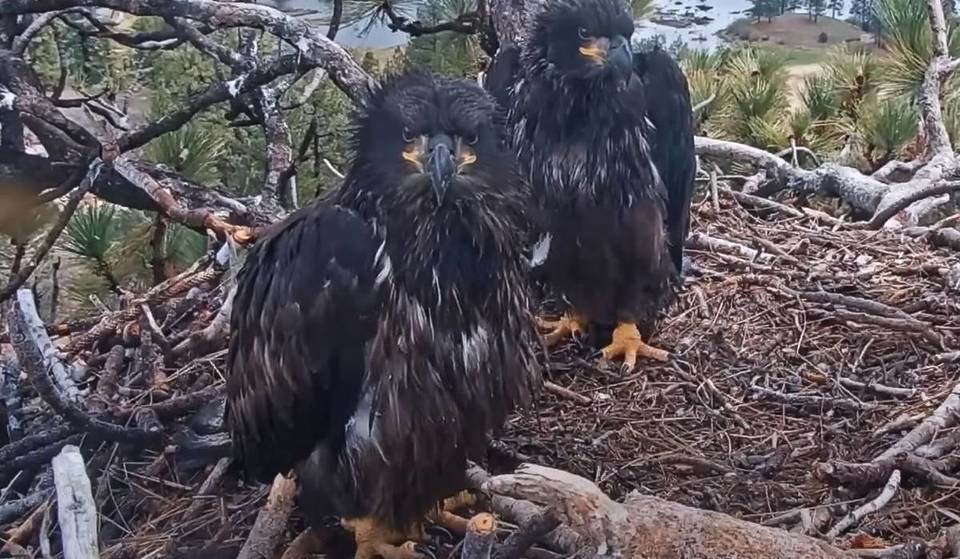 Fledge Watch For Big Bear Eaglets Sunny And Gizmo Starts This Week — Here’s When
