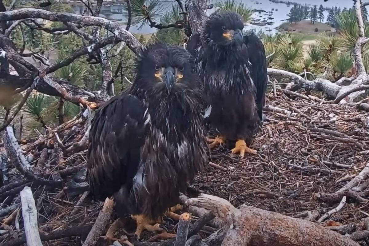 Fledge Watch For Sunny And Gizmo Starts This Week