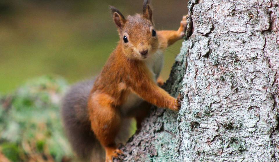 Aggressive Squirrels Are Taking Over Santa Monica’s Palisades Park — And We’re To Blame