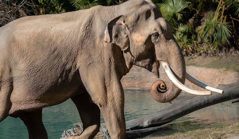 No Sanctuary For Billy And Tina: The Asian Elephants From The L.A. Zoo Have Been Relocated To Tulsa