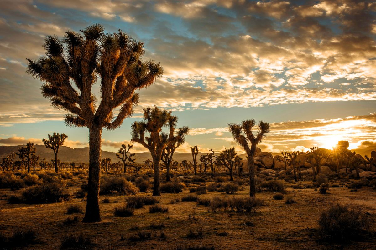 Joshua Tree national park at sunset.