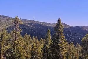 Sunny, Big Bear’s Oldest Eaglet, Takes Her First Flight