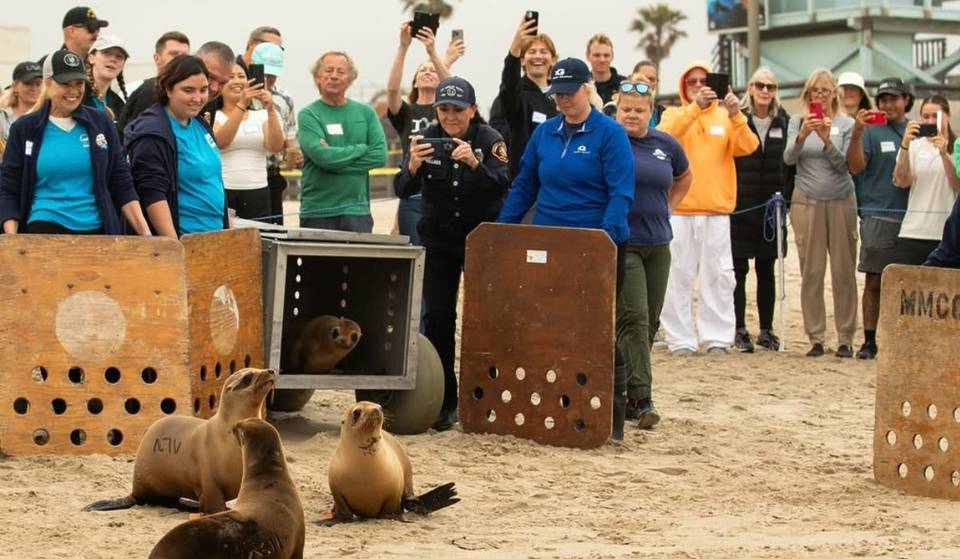 Vier Seelöwenwelpen kehren am Venice Beach ins Meer zurück – die giftige Algenblüte ist offiziell vorbei