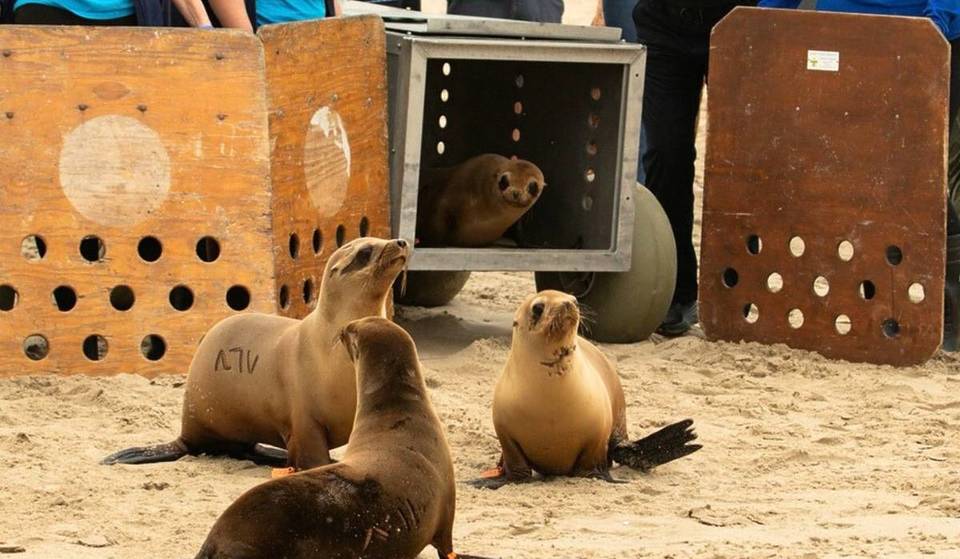 Four Tiny Sea Lion Pups Have Returned To The Ocean At Venice Beach — Toxic Algae Bloom Is Officially Over