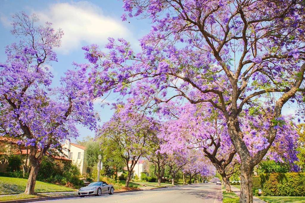 Jacaranda à L.A.