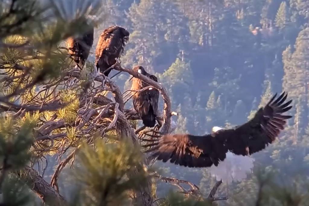 Große Bärenadler-Familie