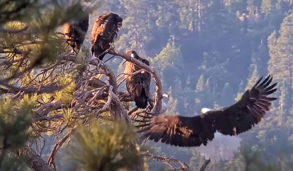 Big Bear’s Celebrity Eagle Family Is Now Soaring The Skies Together — What’s Sunny And Gizmo’s Next Big Step?