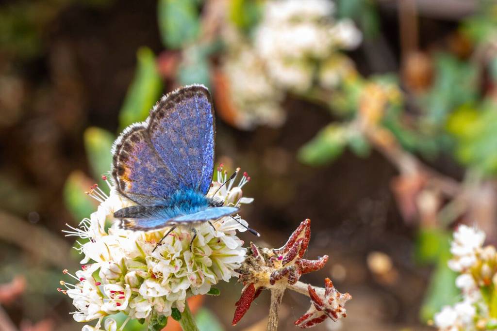 Papillon bleu d'El Segundo