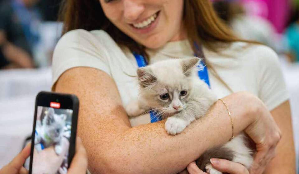 The World’s Biggest CatCon Returns To L.A. For Its 10th Anniversary — With Adoptable Cats And 150+ Vendors