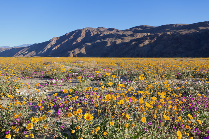 Wildflowers at Borrego Springs.