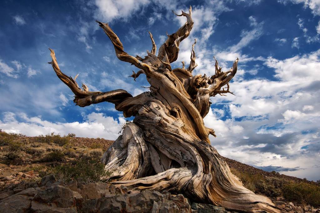 Oldest tree on Earth