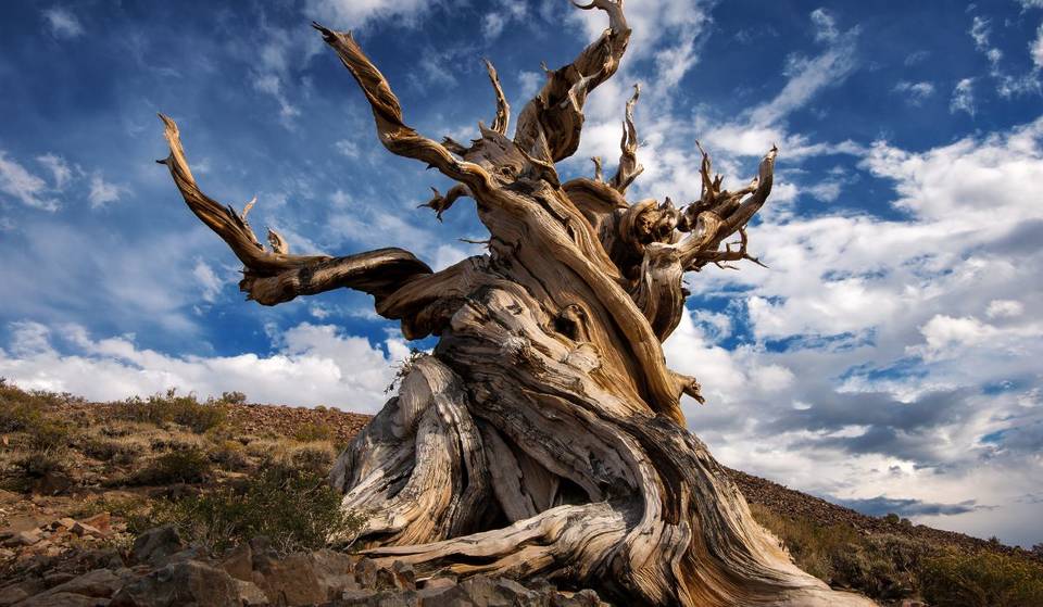 Der älteste lebende Baum der Welt befindet sich an einem geheimen Ort im kalifornischen National Forest – er stand hier schon lange vor den ägyptischen Pyramiden