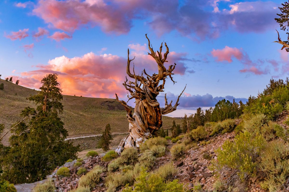 Oldest tree on Earth_sunset