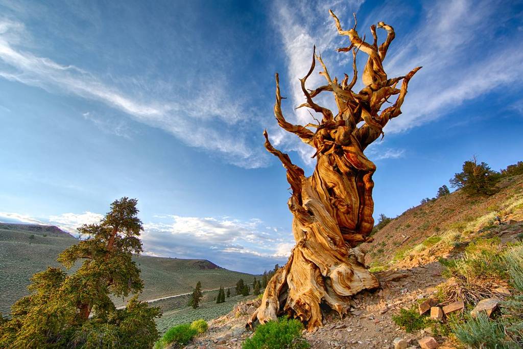 The Oldest Living Tree On Earth Is In A Secret Location In This ...