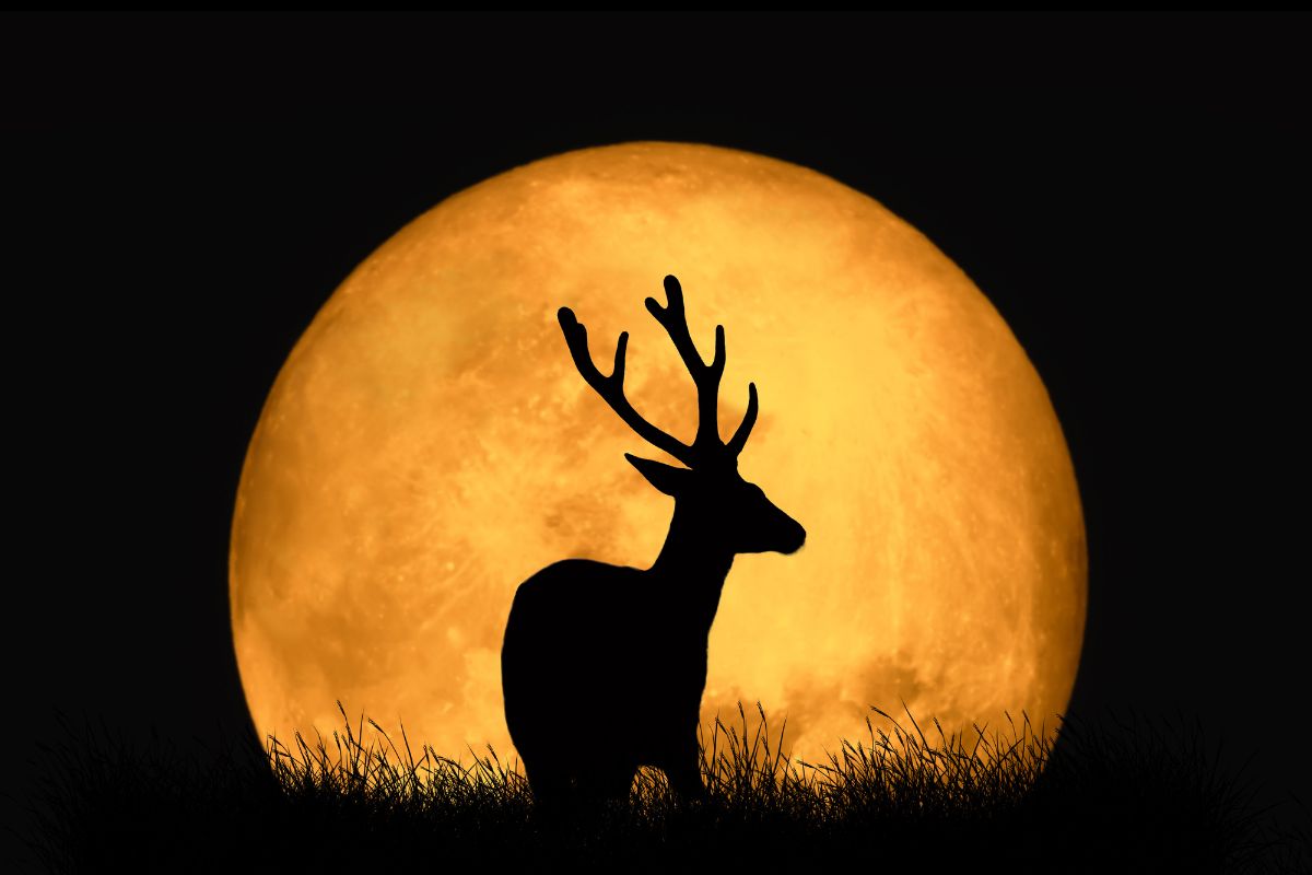 Buck full moon