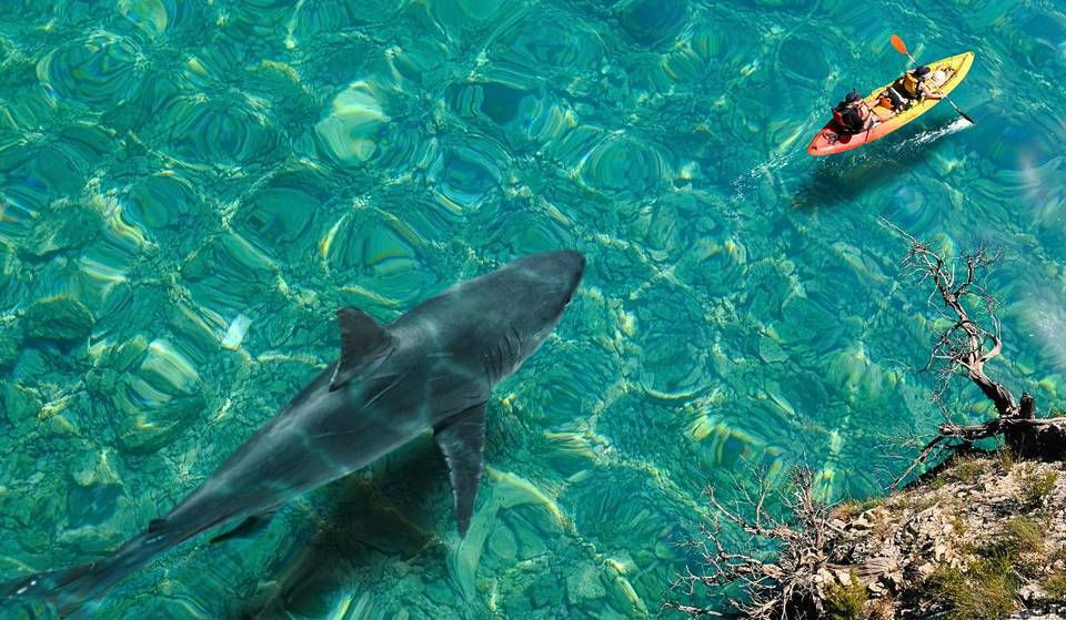 La Californie est le troisième État américain qui compte le plus grand nombre d&rsquo;attaques de requins &#8211; Voici ce qu&rsquo;il faut faire si vous en repérez un