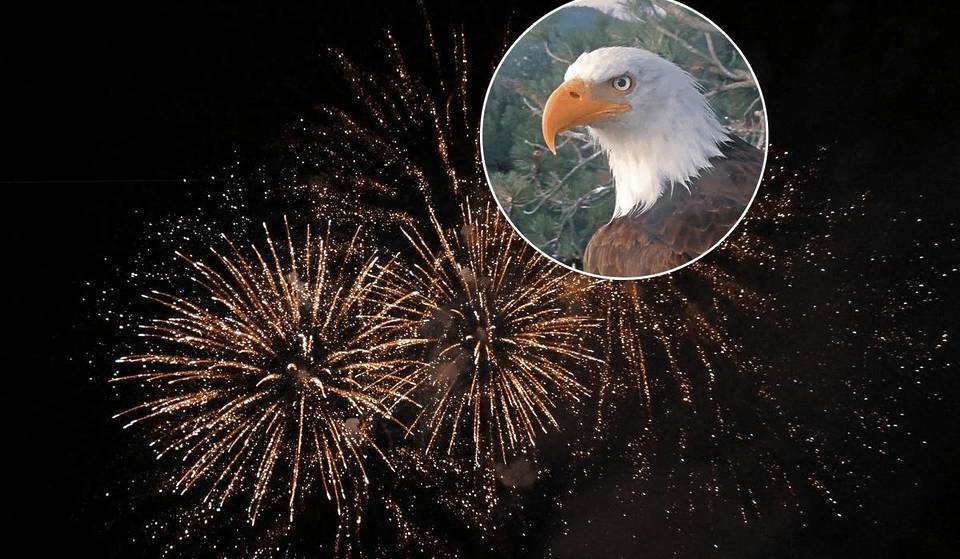 Nearly 40,000 People Signed A Petition To Cancel Big Bear Fireworks Show Over Concerns For Famous Bald Eagle Family