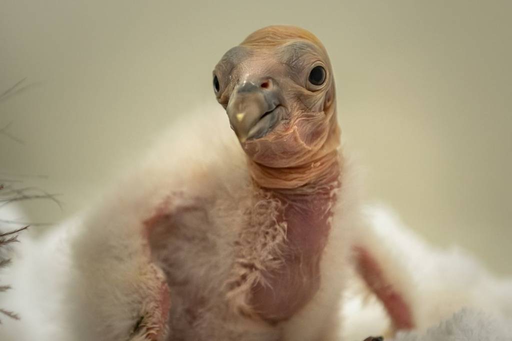 Condor chick