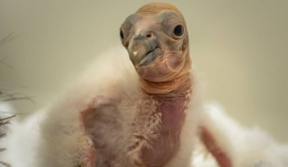 10 Adorable Condor Chicks Just Hatched At The L.A. Zoo — The Species Is North America’s Largest Land Bird