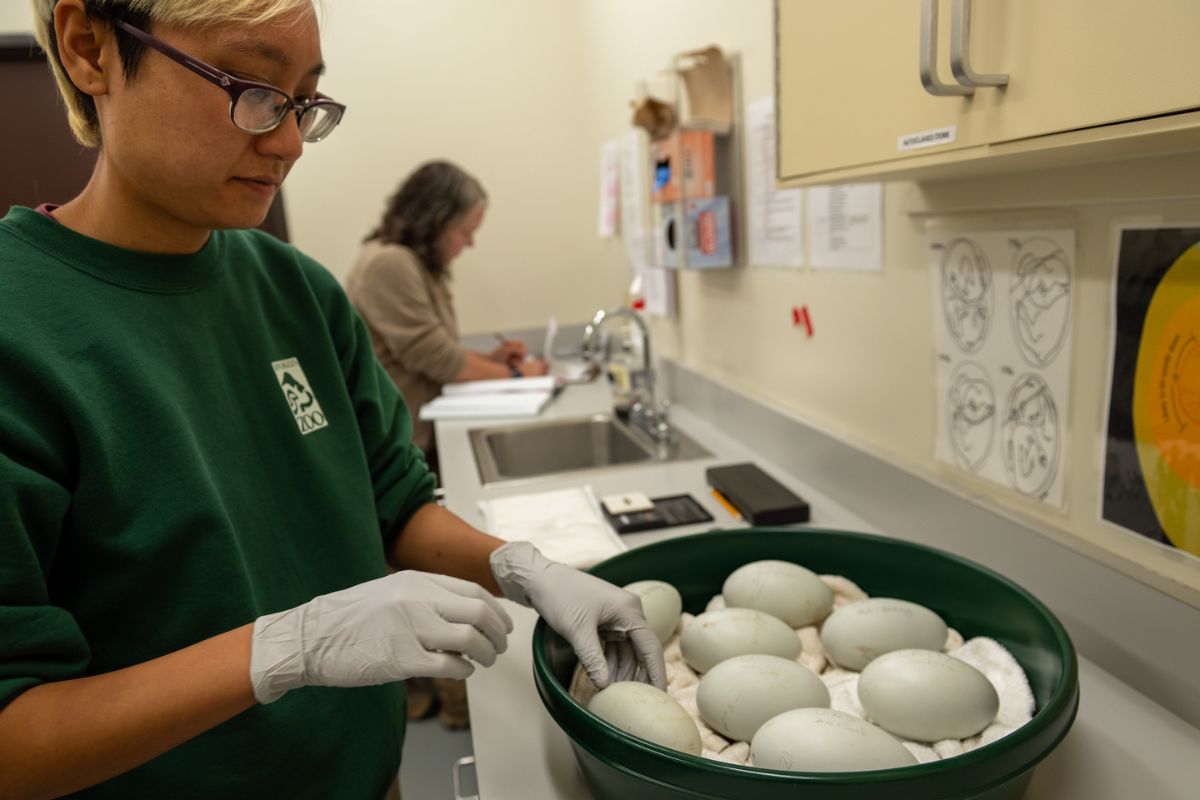California Condor Recovery Program