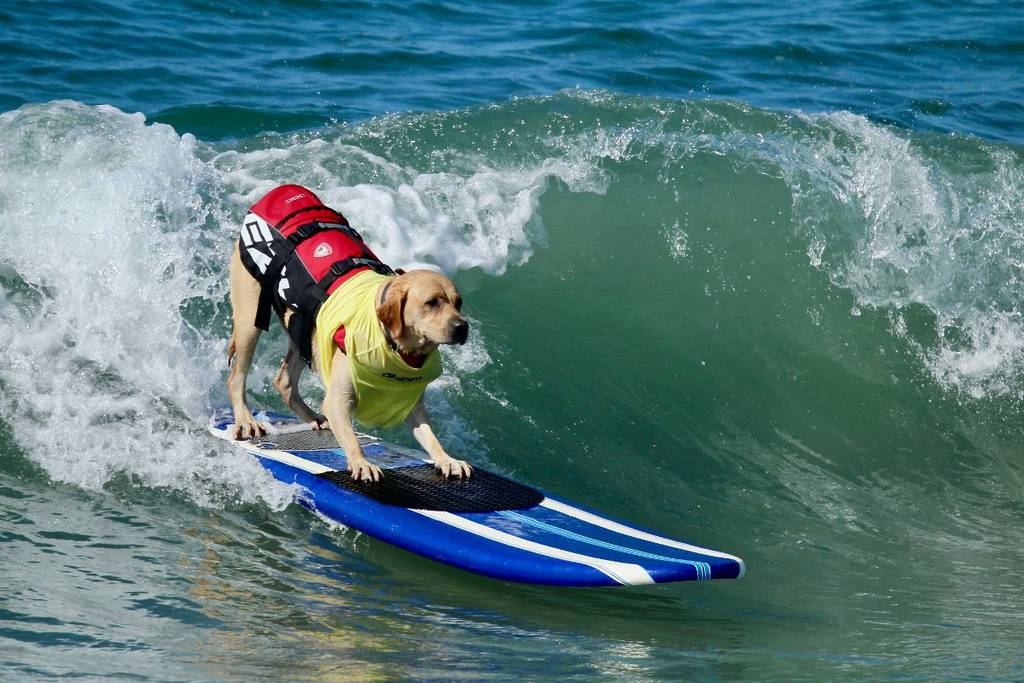 Hundesurfen am Huntington Dog Beach
