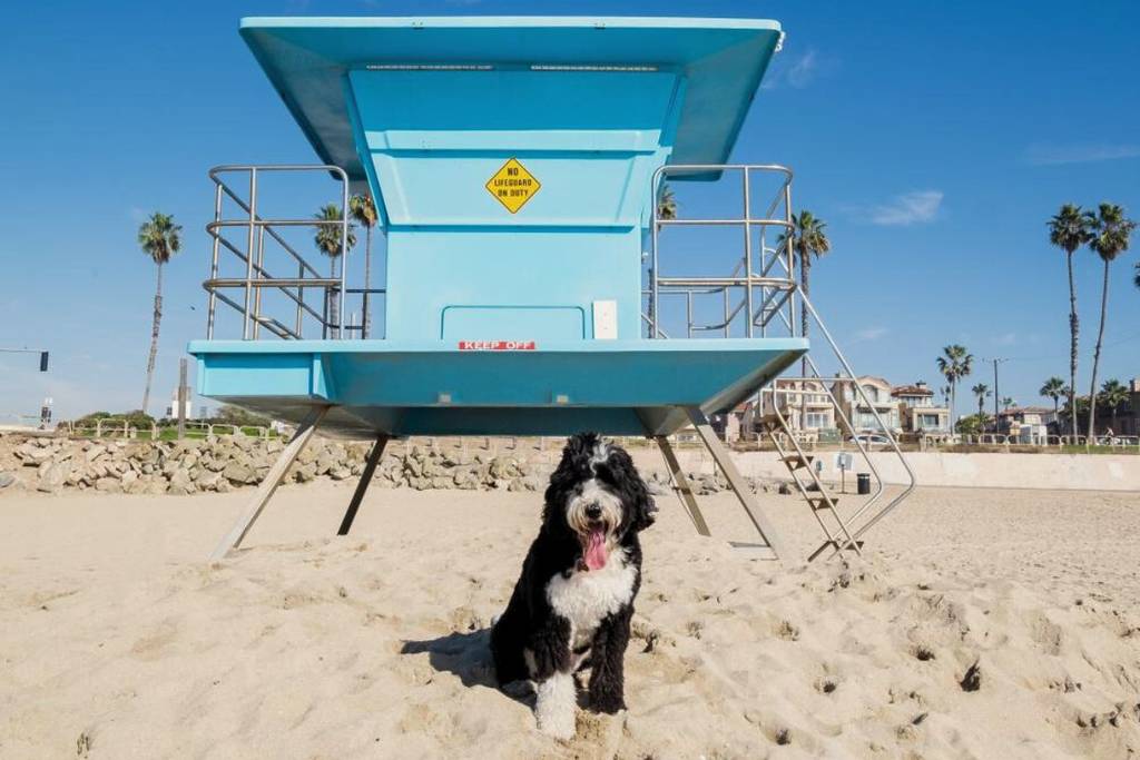 Huntington dog beach