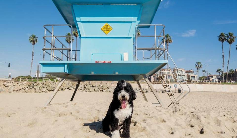 The Second Best Dog-Friendly Beach In The U.S. Is In OC — Known For Its Epic Surf Scene And Golden Sand