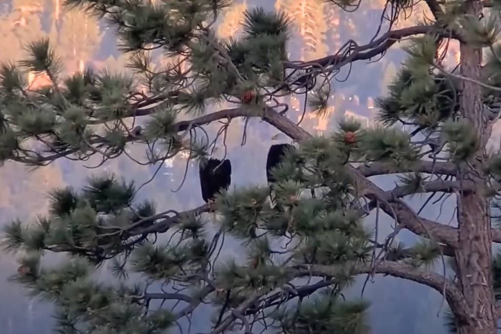 Big Bear eagles Jackie and Shadow.