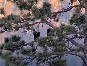 Big Bear Eagles Jackie And Shadow Returned To The Nest Safe After The 4th of July Fireworks — But Where Are Sunny And Gizmo?