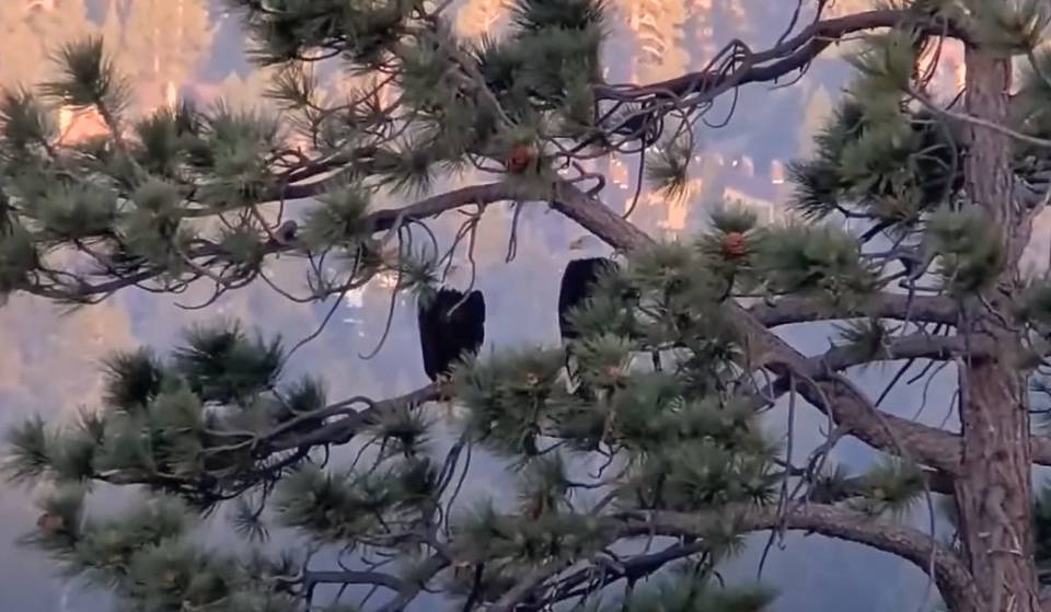 Big Bear Eagles Jackie And Shadow Returned To The Nest Safe After The 4th of July Fireworks — But Where Are Sunny And Gizmo?