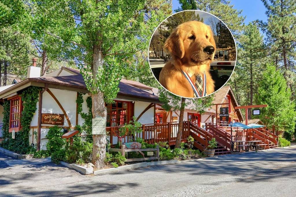 Idyllwild Californie et maire des chiens