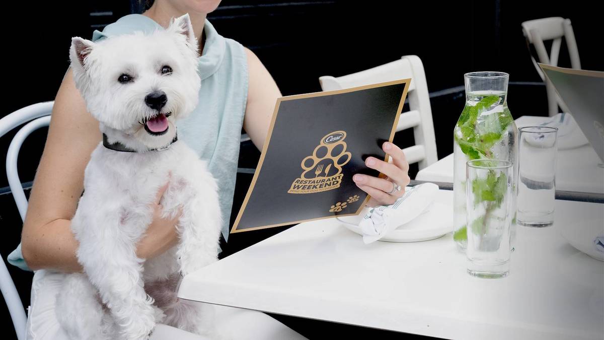 A westie sits at a table with its owner looking at the CESAR restaurant weekend doggy dining event menu.
