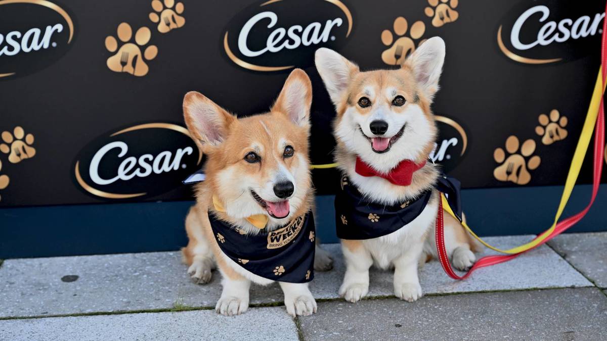 Two corgis in bow ties sit in front of a CESAR wall at CESAR restaurant weekend doggy dining event.