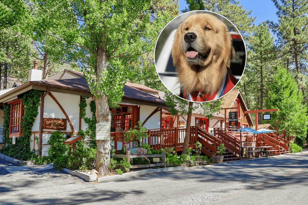 Idyllwild CA and dog mayor