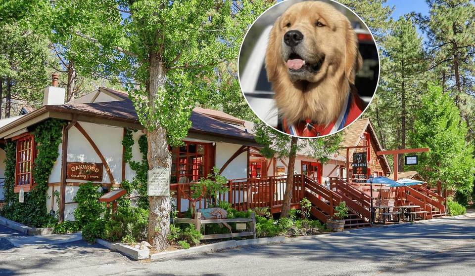 This Charming Alpine Town Near L.A. Was Named One Of The Best Places To Live In CA—Famous For Its Golden Retriever Mayor