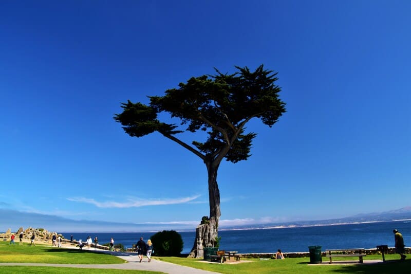 Monterey Cypress tree on a coastal trail in Pacific Grove, CA.