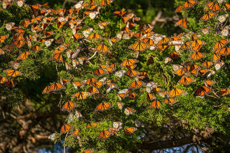 Clusters of monarch butterflies in Pacific Grove.