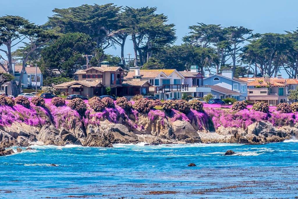 Purple flowers and bluff-side homes in Pacific Grove, California