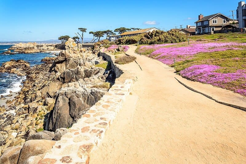Magic carpet flowers on a trail in Pacific Grove CA.