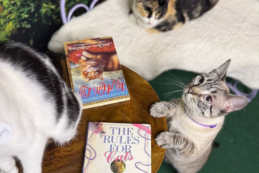 Katzen und Kristalle