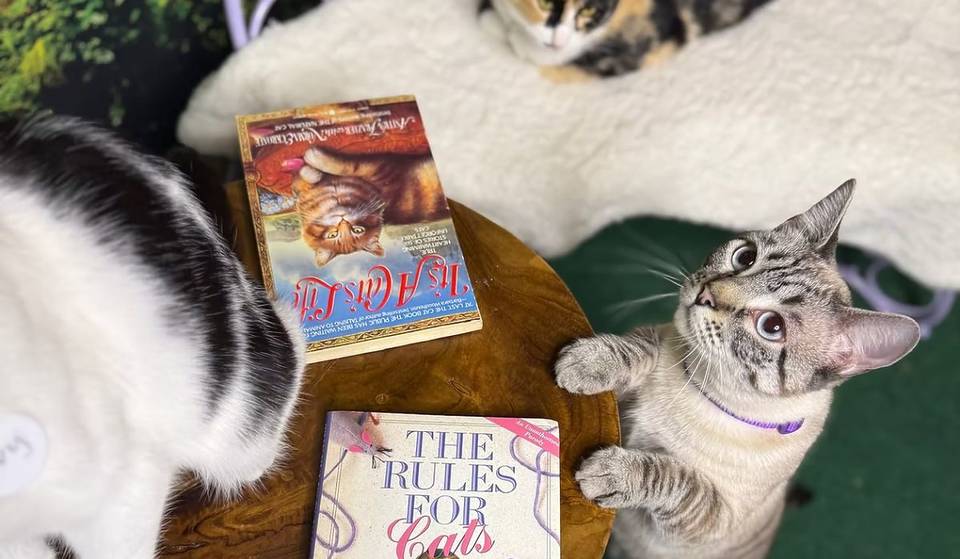 Uno de los mejores cafés para gatos de EE.UU. está a sólo una hora de Los Ángeles &#8211; Un caprichoso país de las maravillas para los amantes de los felinos