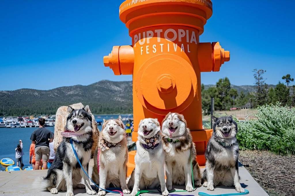 Puptopia Big Bear