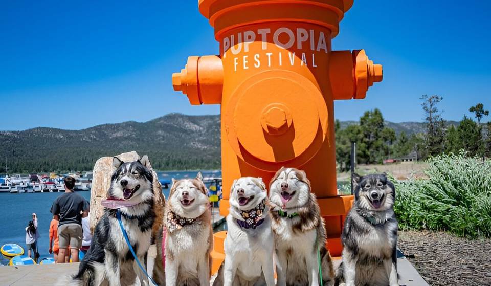 El festival Puptopia de Big Bear Lake contará con un gigantesco Pawground lleno de pelotas, túneles e incluso una hoguera gigante.