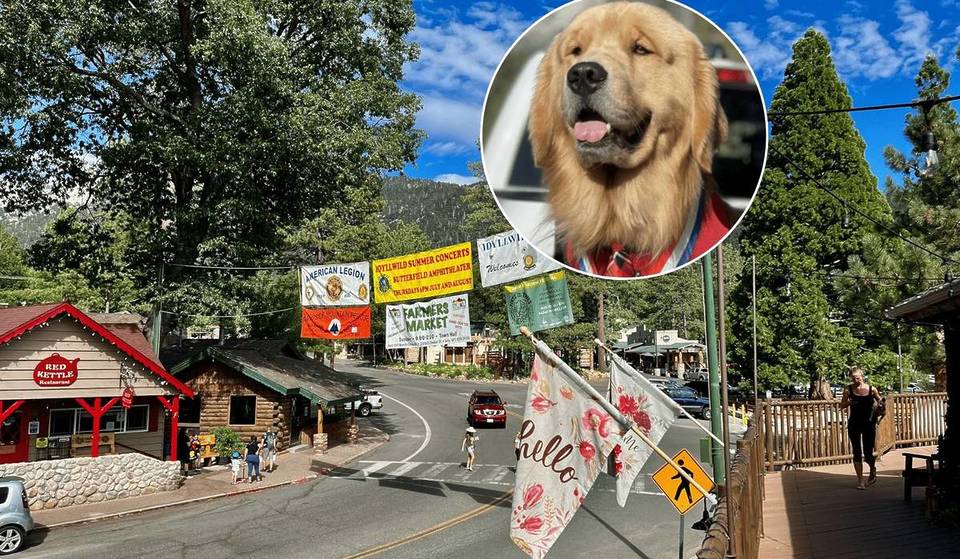 Wie ein Golden Retriever zum Bürgermeister dieser kleinen kalifornischen Bergstadt wurde