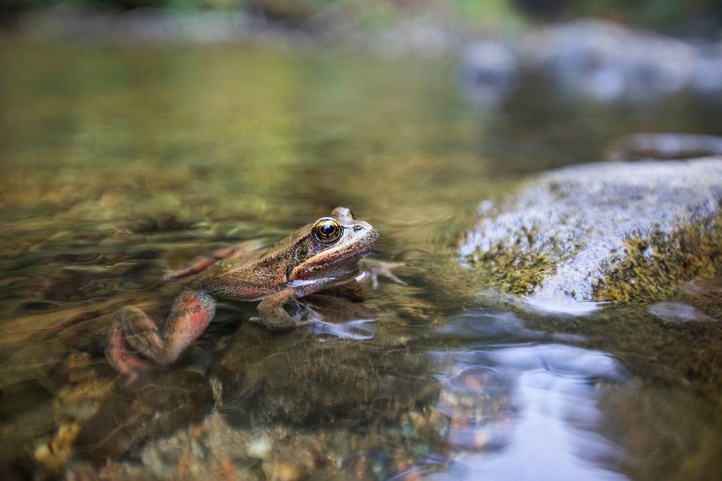 Kalifornischer Rotbeinfrosch