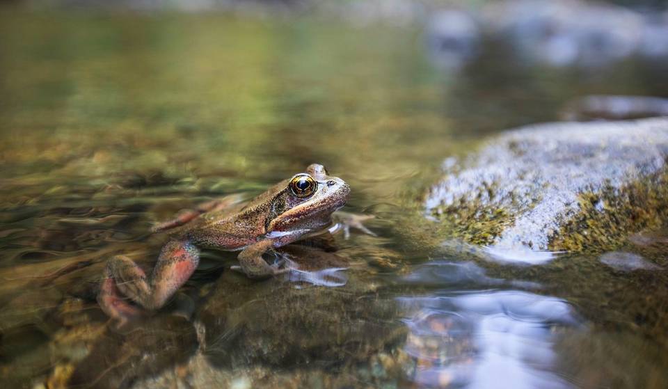 El Acuario del Pacífico acaba de liberar 600 renacuajos de rana de patas rojas de California &#8211; Esto es lo que necesitas saber